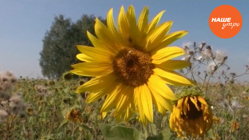 Лечим камни в почках