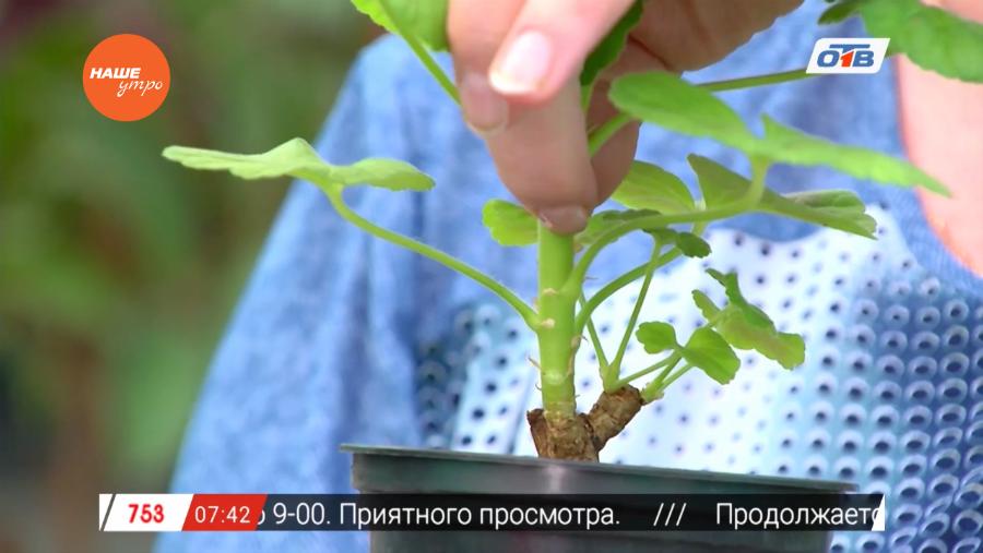 Садовые истории - о герани