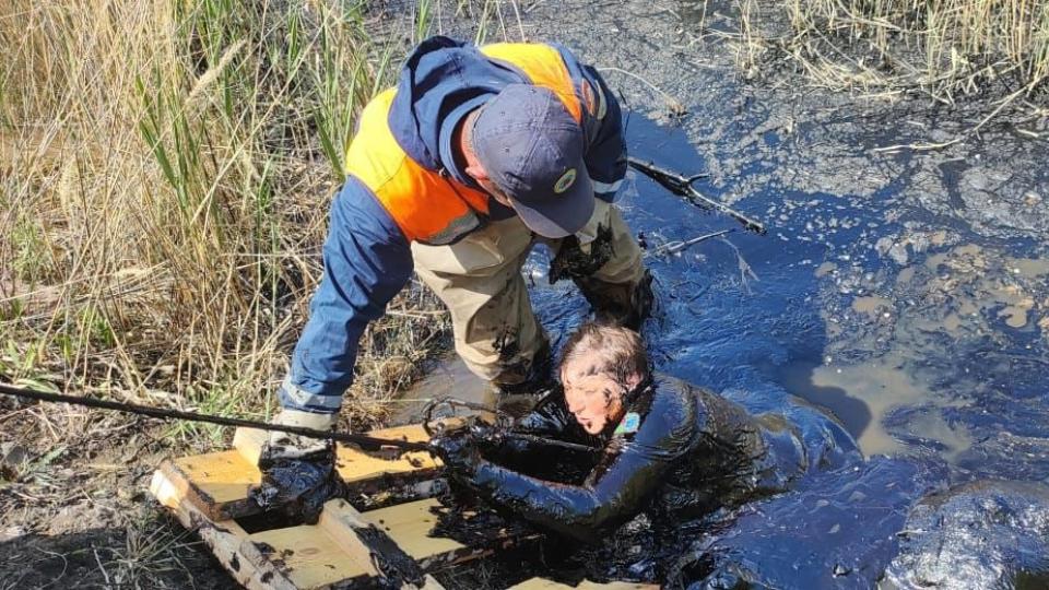 Жительница Челябинской области погрузилась в болото, спасая козу