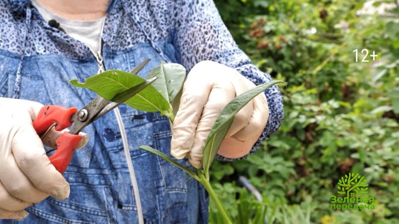 В «Зеленой передаче» расскажут, как размножать растения