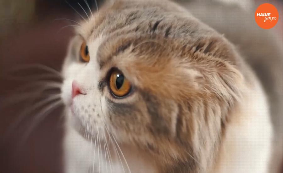 Пушистое утро: Кошки – наша радость