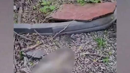 В Чурилово неизвестный расправился с собаками