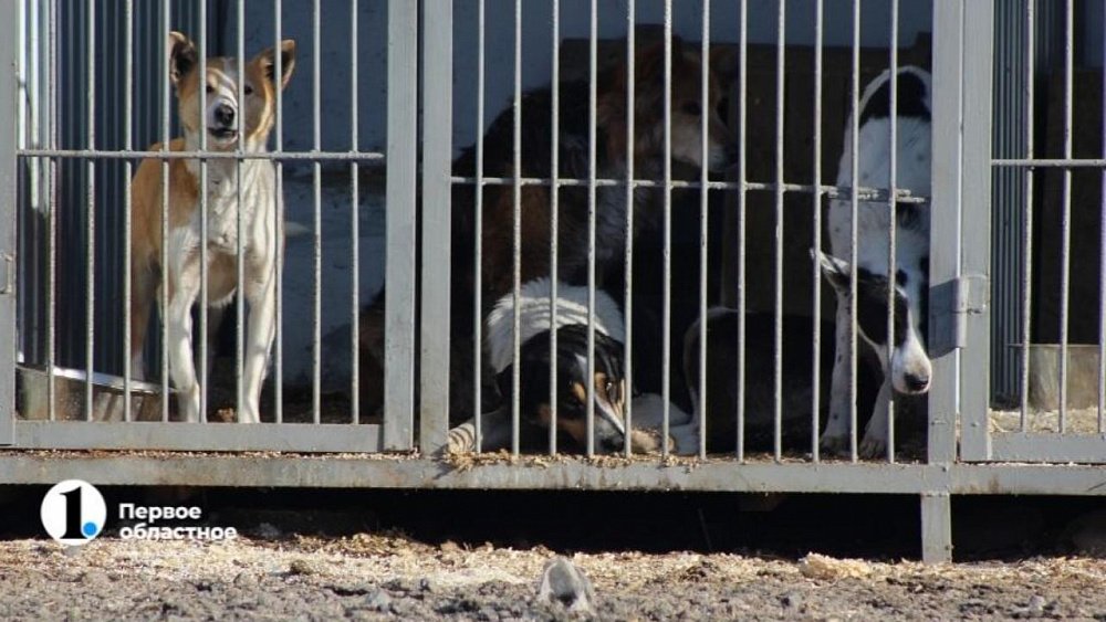 Общественники призывают депутатов Госдумы доработать закон об ответственном обращении с животными