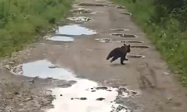 На Зигальге сняли на видео медвежонка, который учился лазать по деревьям