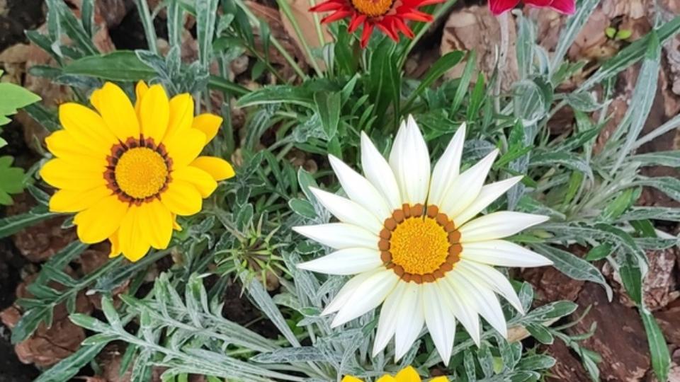 В Магнитогорске полицейские нашли женщину, укравшую саженцы из парка «Притяжение»