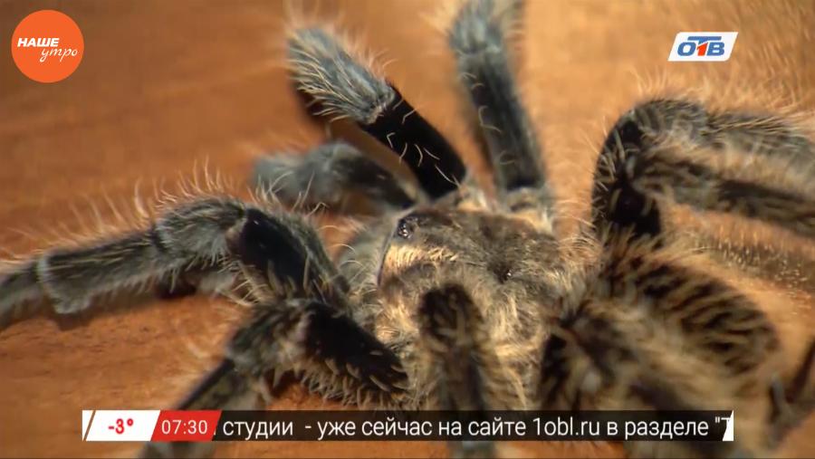 Наше УТРО на ОТВ – пушистое утро 