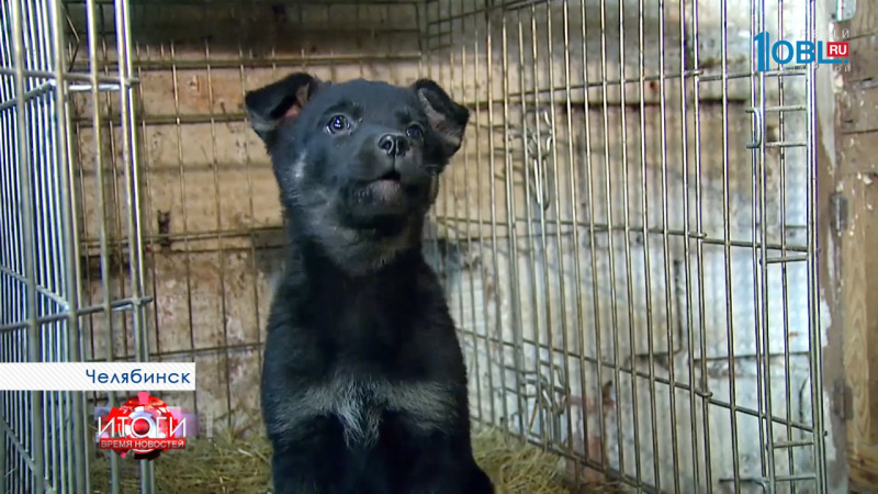 Спасти от "жизни собачьей"