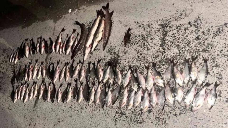 В первый день нерестового запрета в Челябинской области задержали браконьеров