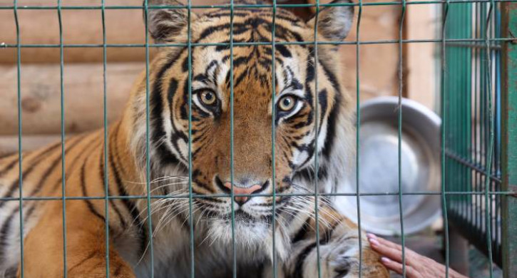 Тигр Гектор из Челябинска прилетел в Хабаровск