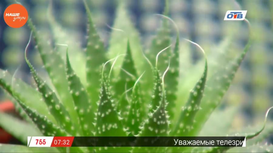 Наше УТРО на ОТВ – садовые истории о суккулентах