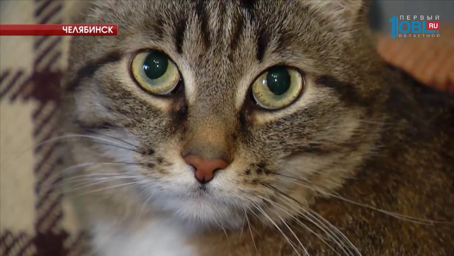 Челябинцы продают кота-экзорциста за 2,5 миллиона рублей