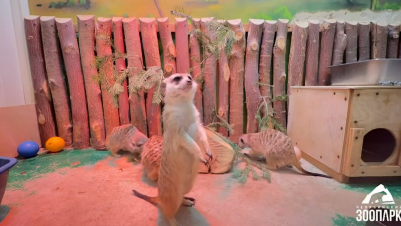 В Челябинском зоопарке обогащают среду питомцев хвойными ветками