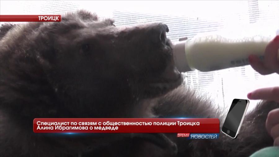 По Троицким улицам гуляет живой медведь