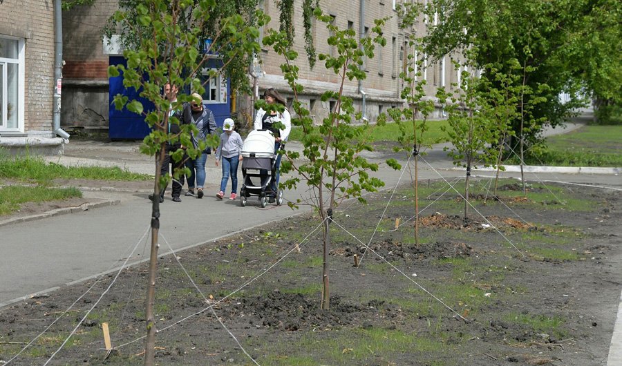 Деревья Челябинска Фото