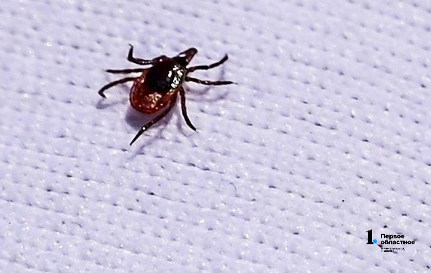 Каждый четвертый клещ в Челябинской области заражен боррелиозом в 2025 году