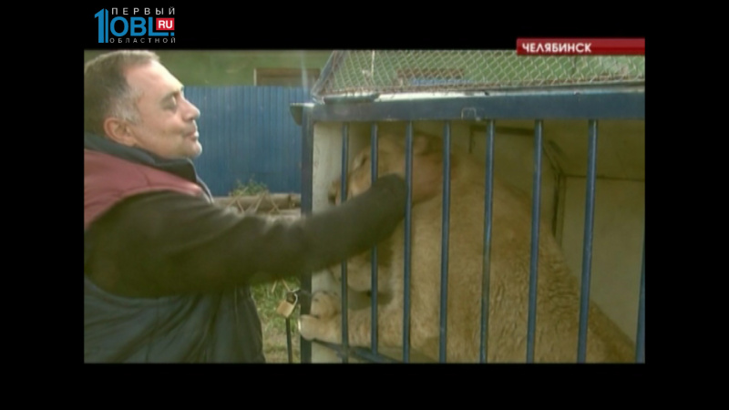 Челябинский ветеринар спас львицу