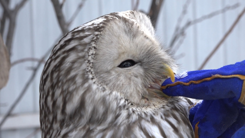 Семейная пара из Снежинска приютила двух сов