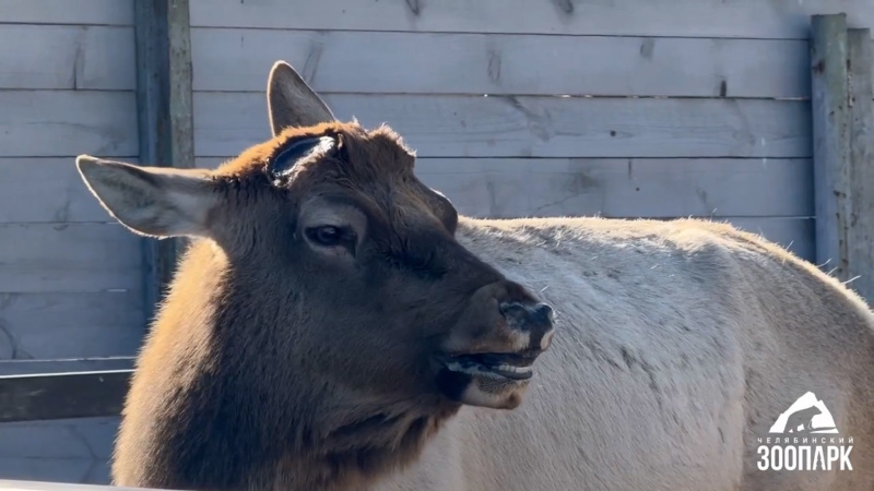 В челябинском зоопарке алтайский марал сбросил рога ровно по графику