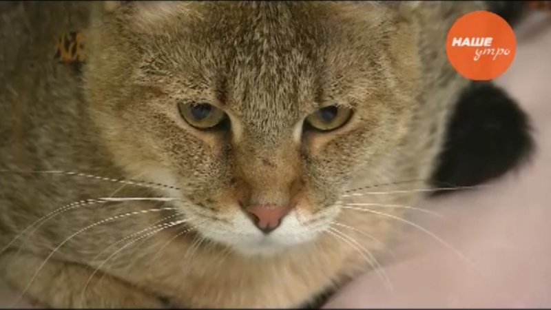 Что делать, если вы завели породистую кошку