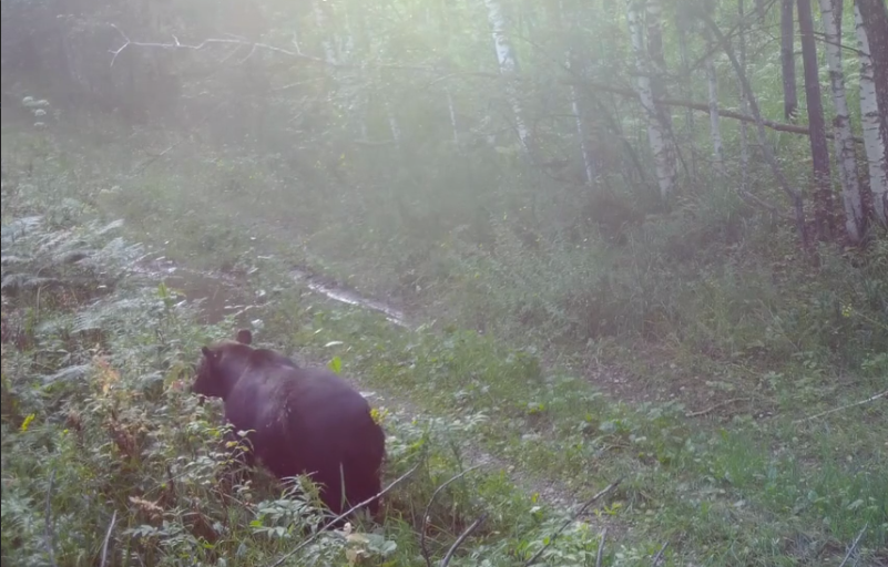 Медведи на Зигальге начали подготовку к зиме