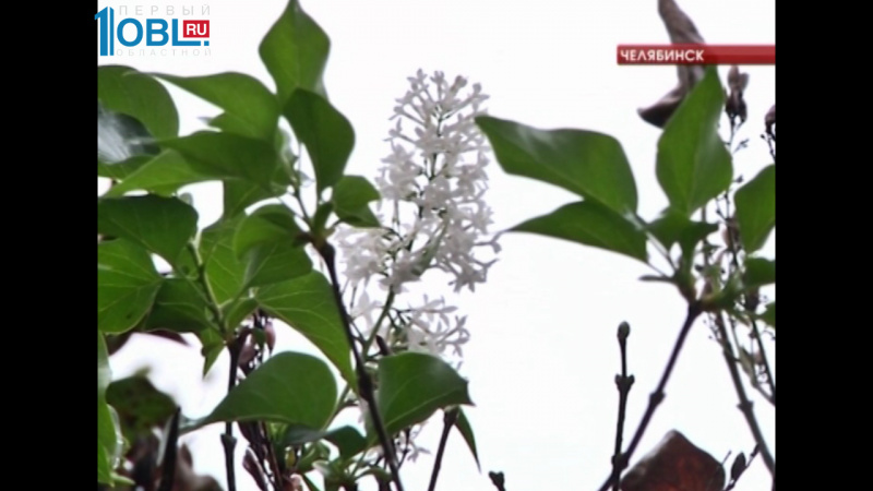 В поселке Шагол зацвела сирень