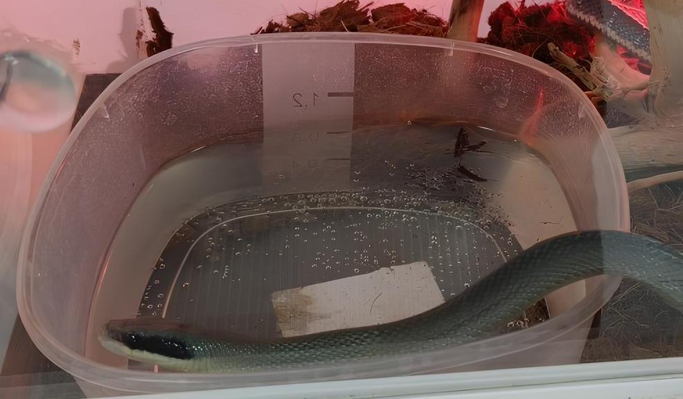 В Челябинске оштрафовали владельца передвижного зоопарка с ящерицами и змеями