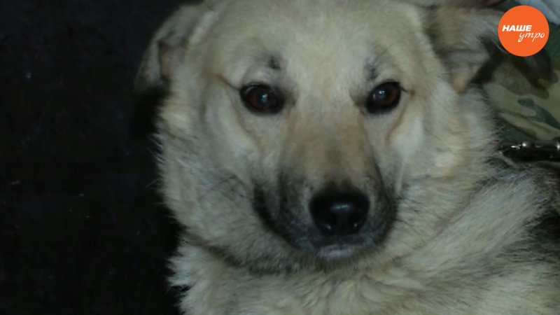 Пушистое утро: Пес Гриша