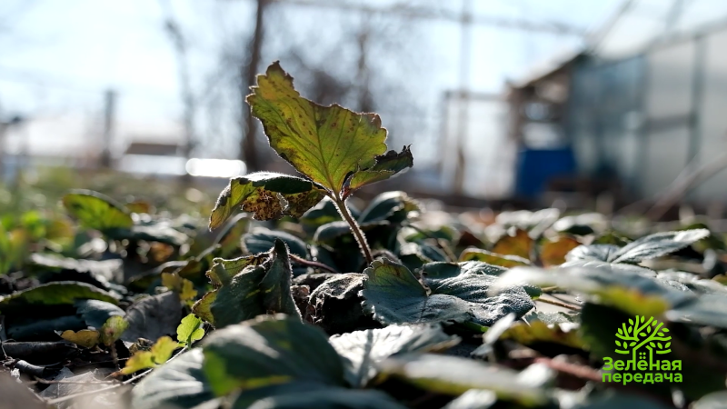 В «Зеленой передаче» расскажут, как ухаживать за земляникой