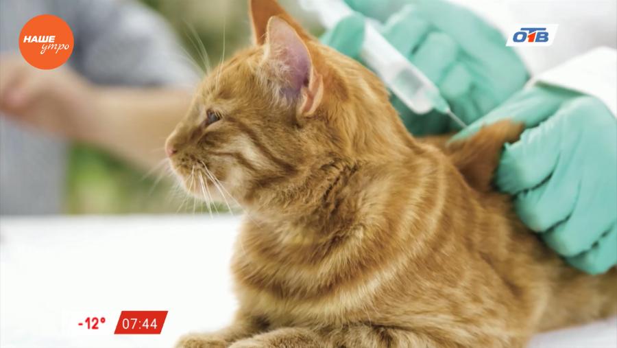 Пушистое утро – кошка на улице