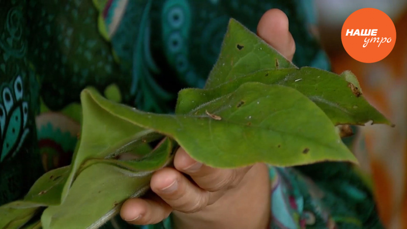 Медуница – полезная трава