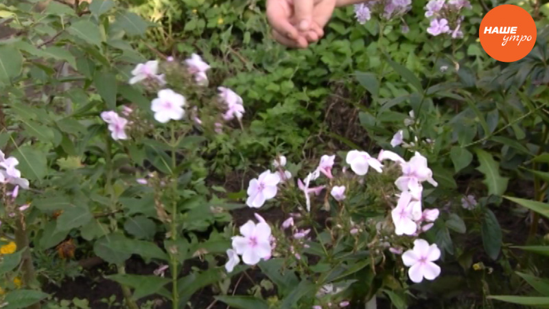 Садовые истории: Как ухаживать за лилиями 