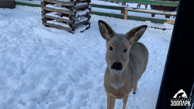 Сотрудники Челябинского зоопарка заботятся о питомцах в морозы