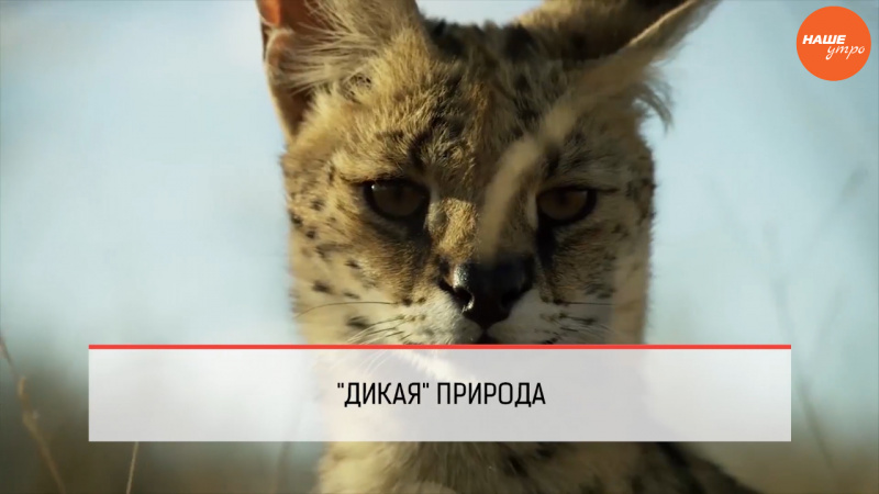 Обзор интернета за 11 ноября