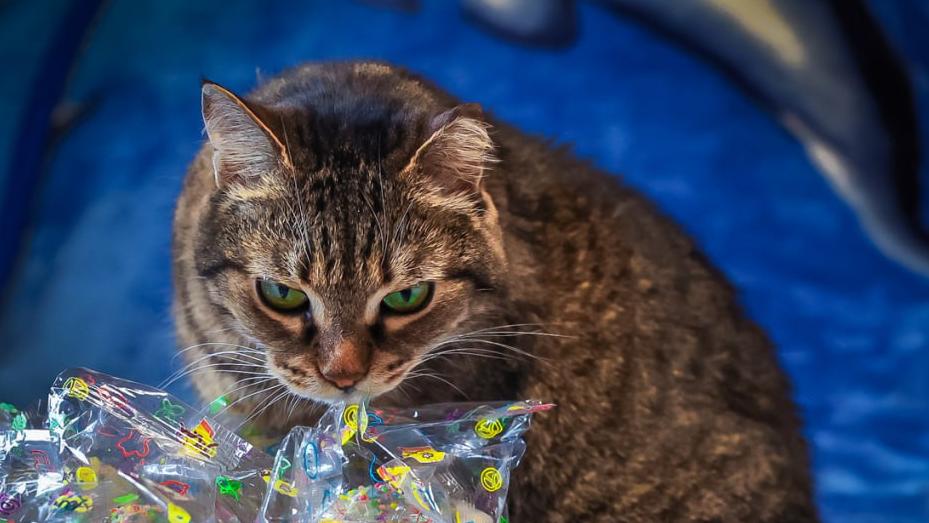 В Челябинске суд обязал горожанку избавиться от 46 кошек