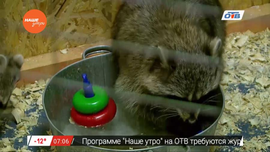 Наше УТРО на ОТВ – пушистое утро об енотах в домашних услоявиях