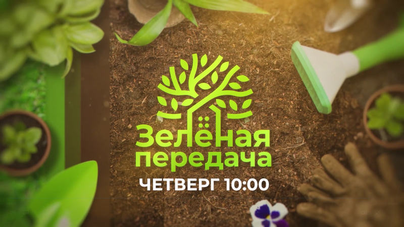 В «Зеленой передаче» расскажут, как выращивать персики на Южном Урале
