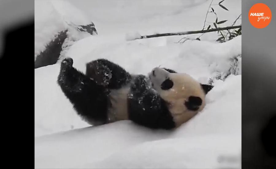 Обзор интернета за 23  декабря