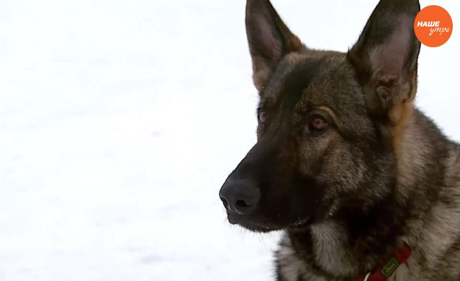 Пушистое утро: Выбираем породу собак