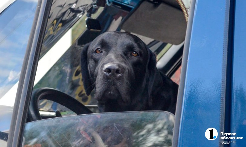 Каких домашних животных заводят челябинцы