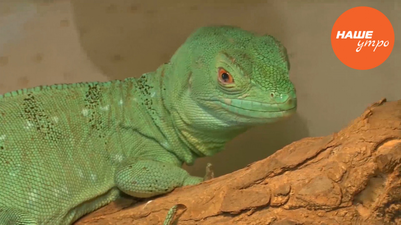 Шлемоносный василиск