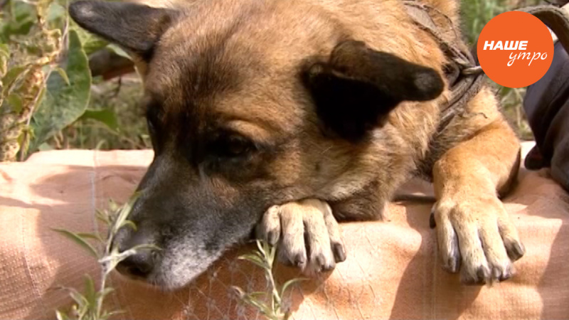 Пес по кличке Дик ищет хозяина