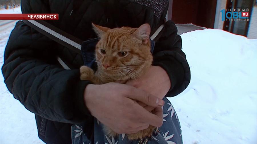 Челябинец подобрал кота, выброшенного в мешке с балкона