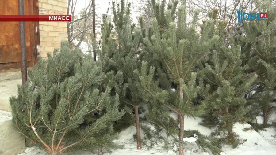 Челябинская область открыла сезон новогодних деревьев