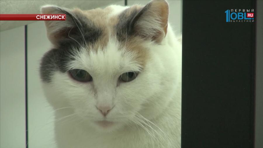 В ветеринарной клинике работает психологом кошка