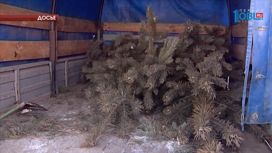 В Челябинской области незаконно спилили почти 10 тысяч кубометров леса