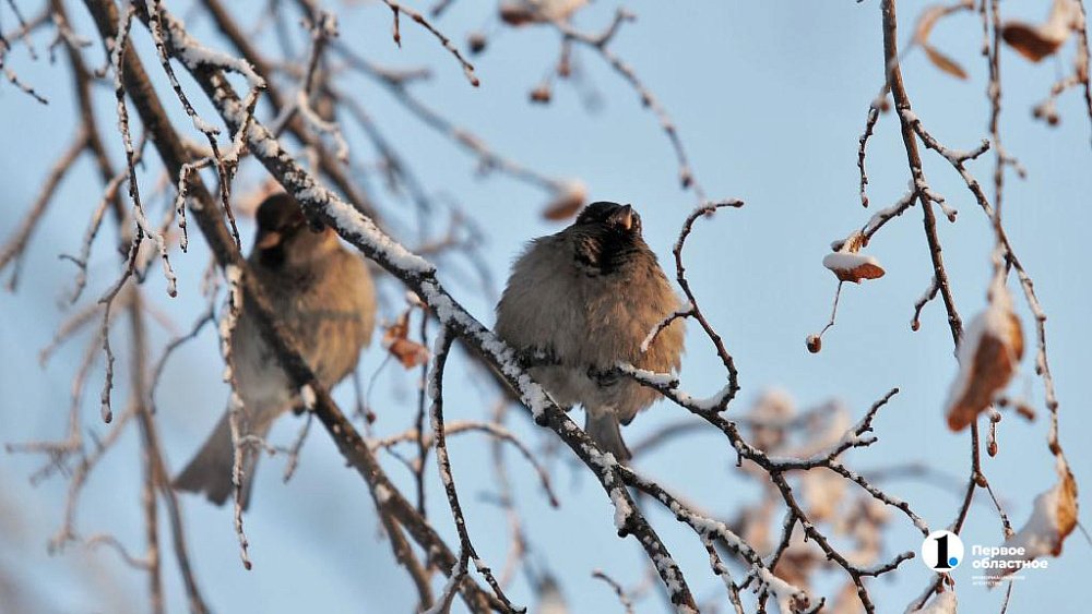 В Челябинске осенью 2023 года пройдет детский экологический форум