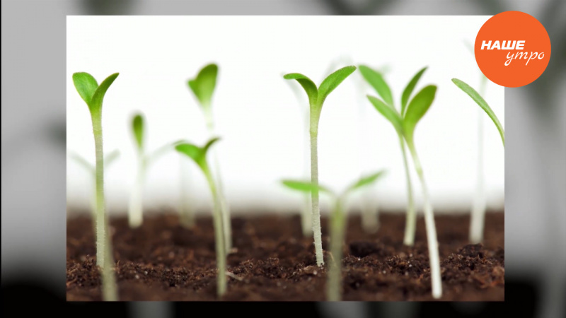 Садовые истории: Экономим на семенах