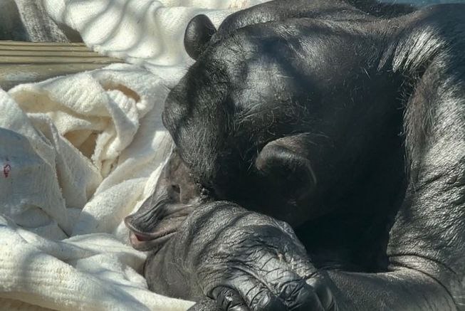 В Челябинском зоопарке после продолжительной болезни скончалась шимпанзе Соня