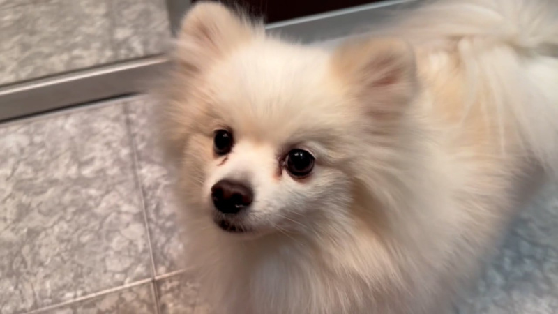 В Челябинской области массово чипируют собак