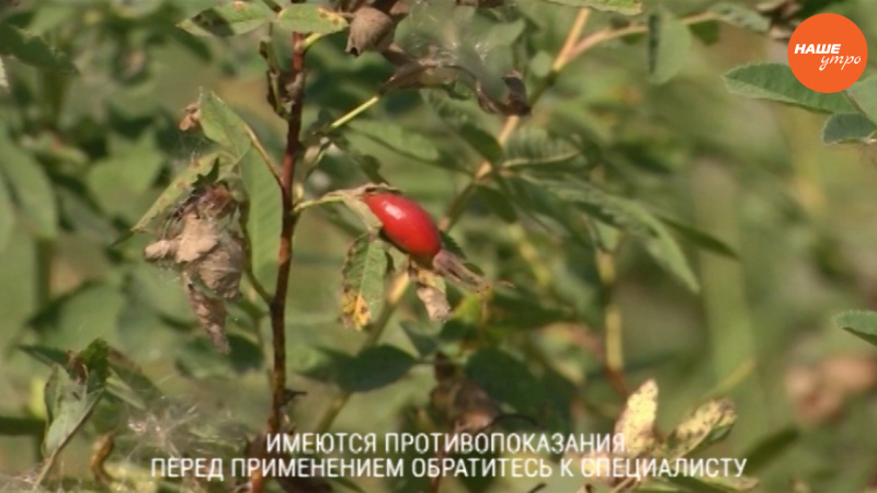 Знахарь: Шиповник